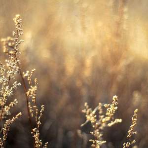 一级婬片试看15分钟口咬
